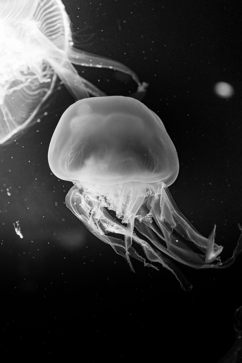 a black and white photo of two jellyfish