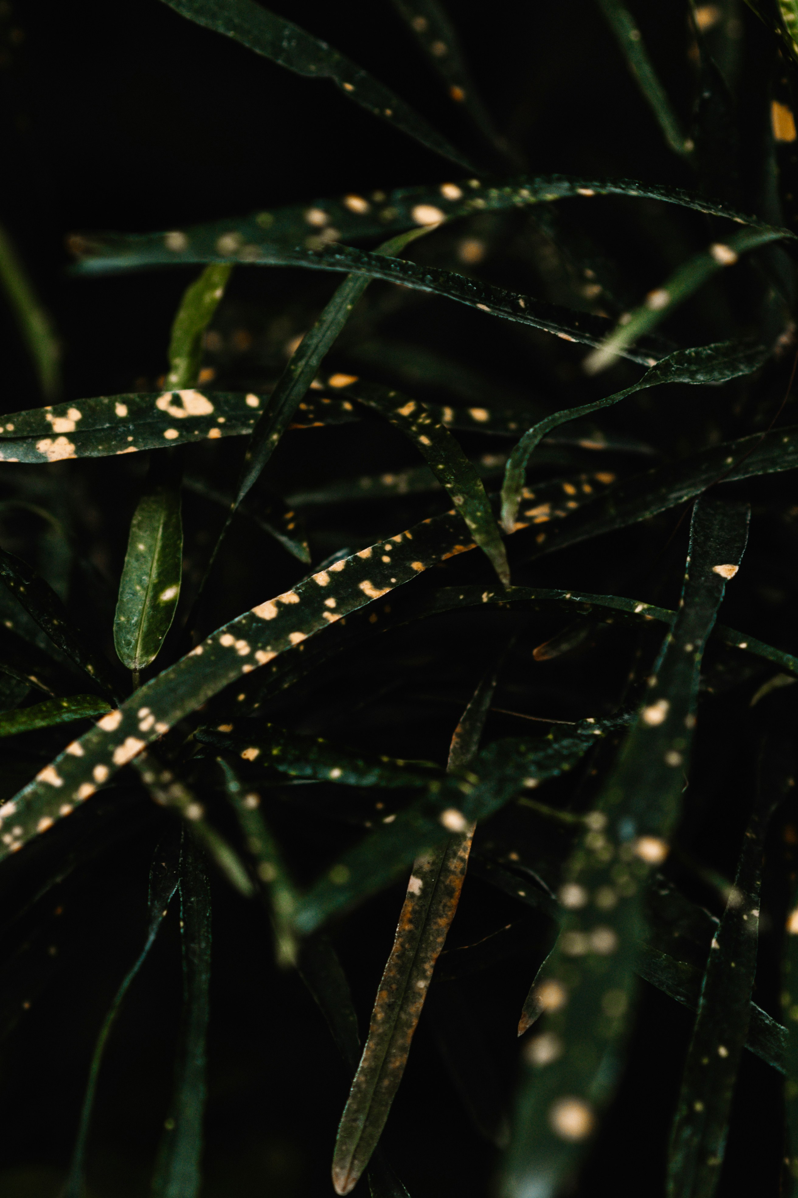 Photo by anamnesis33