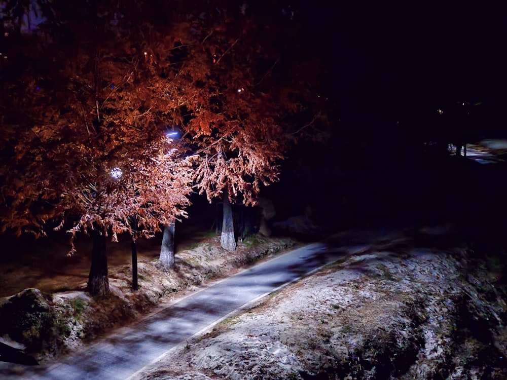 a street at night with a light shining on the trees