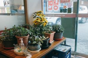 A wooden table is adorned with several potted plants, including sunflowers, ferns, and leafy plants. A pump bottle of hand sanitizer and a small decorative basket are placed among the pots. The setting appears to be indoors near a window and a glass door, letting in natural light. Through the glass, various signs in Korean are visible, and a parked car can be seen outside.