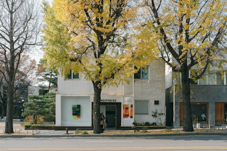 A two-story building with a white facade is partially obscured by large trees with vibrant yellow leaves. The street is wide and asphalted, with a sidewalk lined with plants and a small fire hydrant. The building's signage indicates a business named 'NDIPRESS'. The windows are adorned with colorful abstract art pieces.