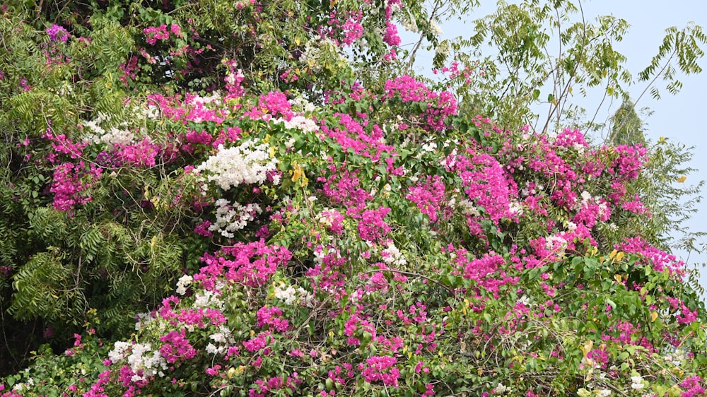 a bush of pink and white flowers next to trees