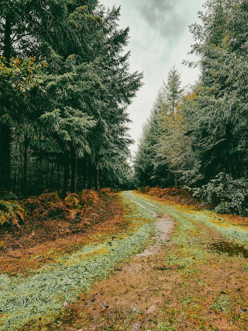 a dirt road in the middle of a forest