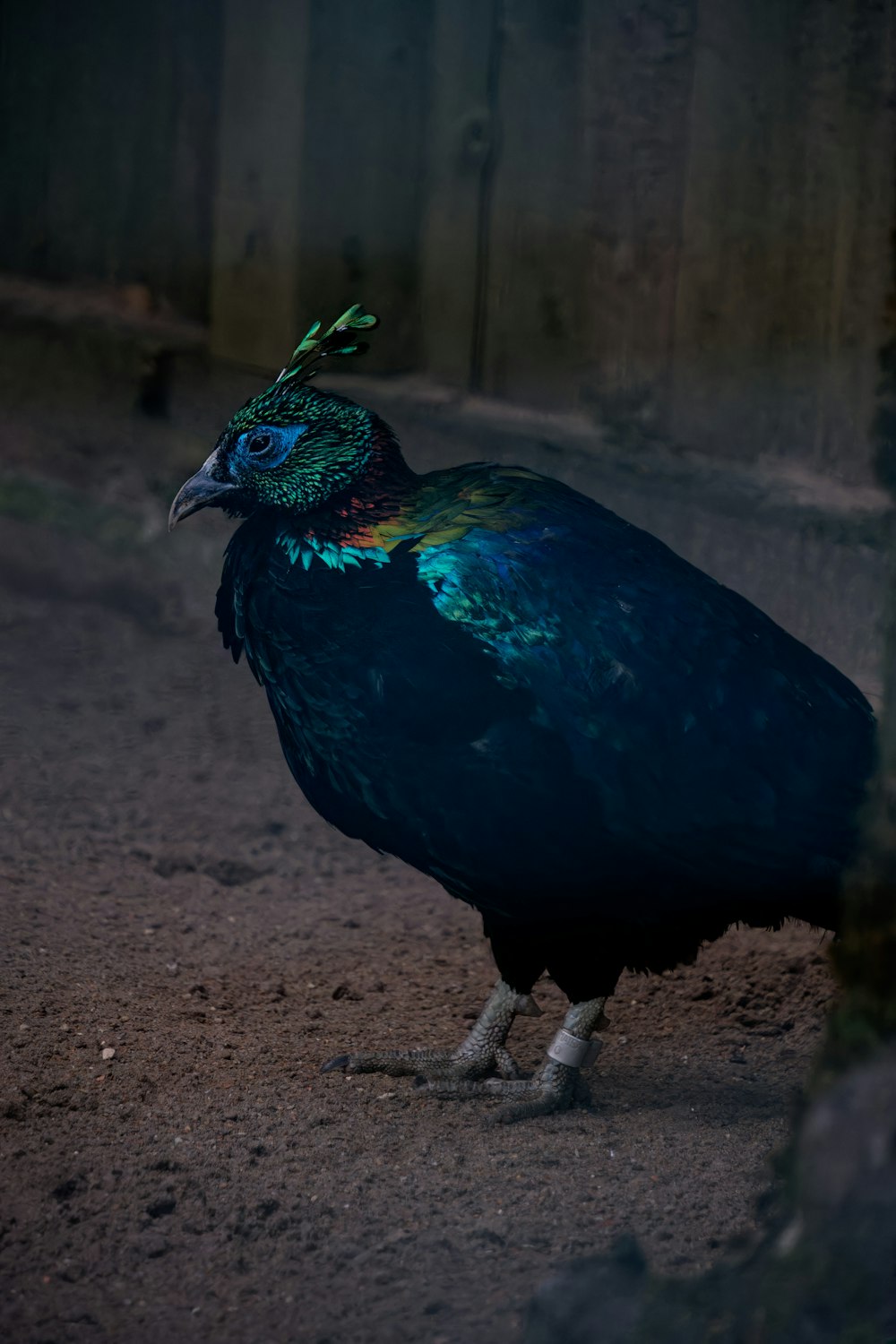 a peacock standing on a dirt ground next to a fence