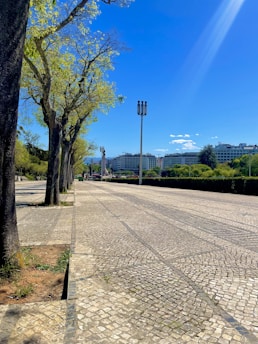 A paved pathway lined with trees on one side and green bushes on the other stretches into the distance towards several buildings under a clear blue sky. There are tall lampposts along the pathway. Shadows of the trees indicate a sunny day.