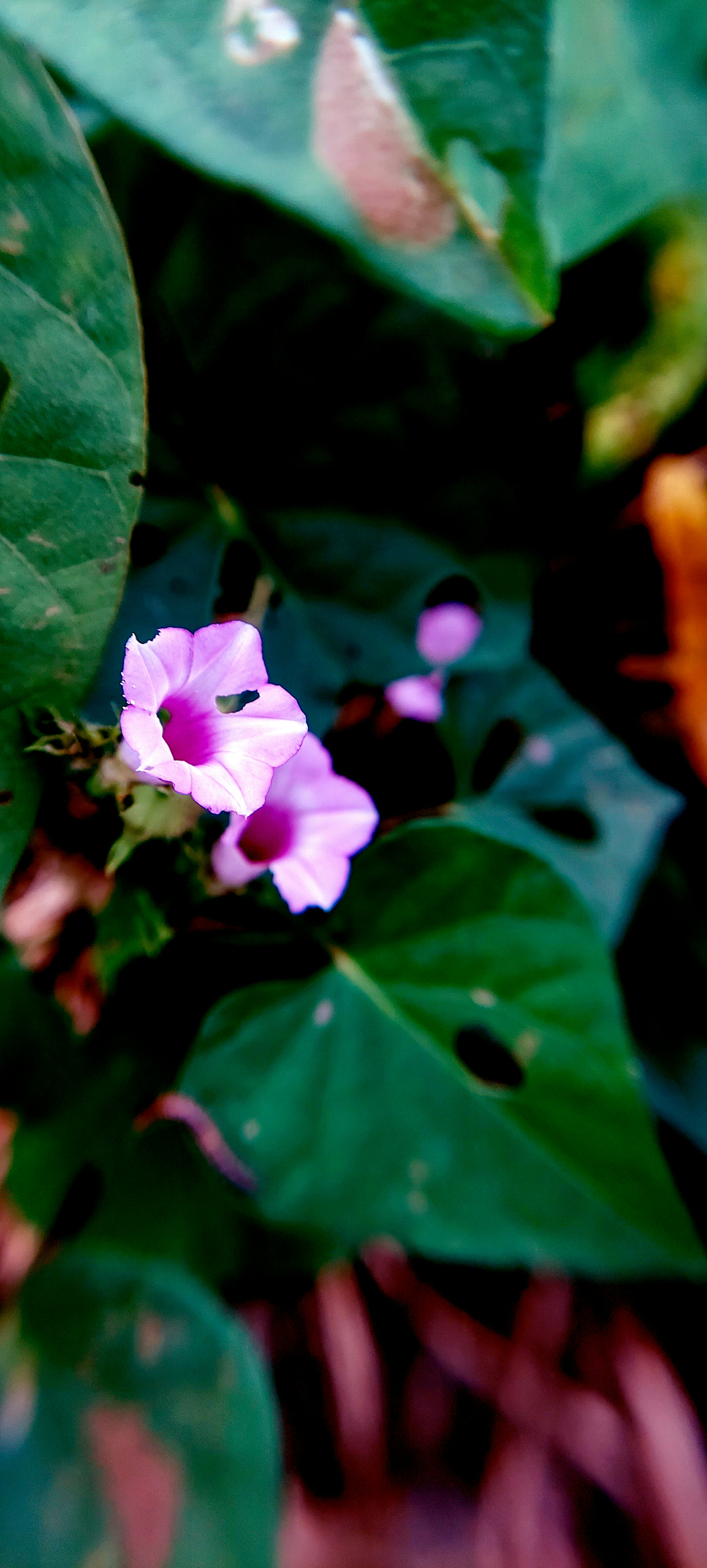 Photo by pushpak_art