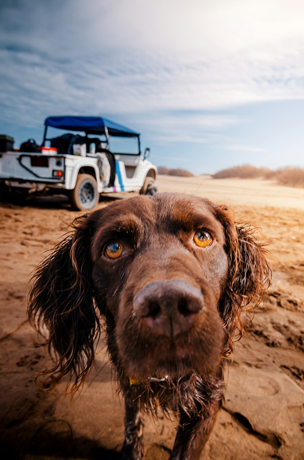 a brown dog standing on top of a sandy beach