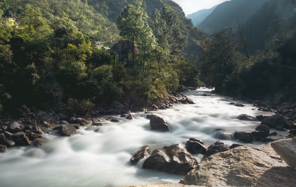 a river running through a lush green forest