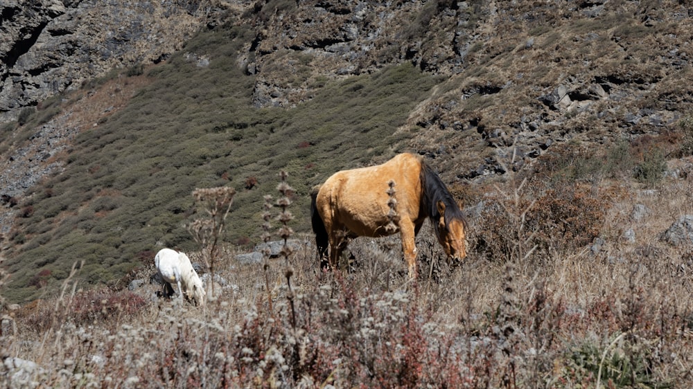 a brown cow and a white cow grazing in a field