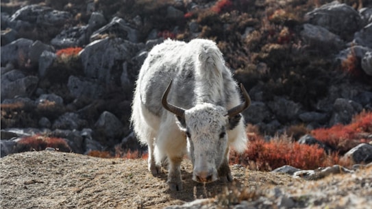 A white yak with large curved horns stands on a rocky landscape with patches of grass and vegetation. The background consists of rocks and reddish-brown shrubs, suggesting a mountainous or high-altitude environment.