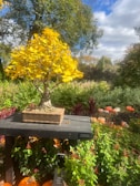 A vibrant maple bonsai displaying fiery autumn colors in a rustic ceramic pot.