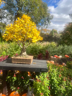 An elegant bonsai with bright autumn leaves displayed outdoors in soft sunlight.