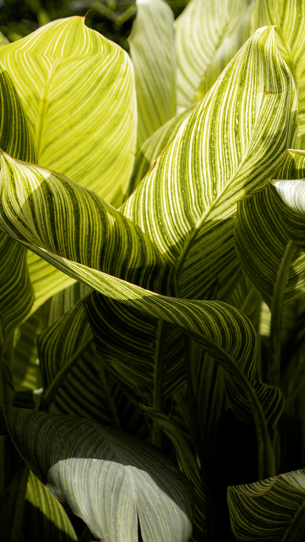 a close up of a plant with green leaves