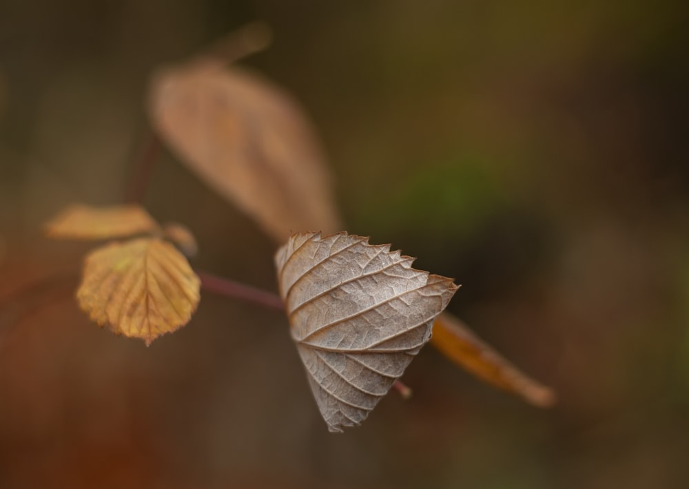 a close up of a leaf on a branch