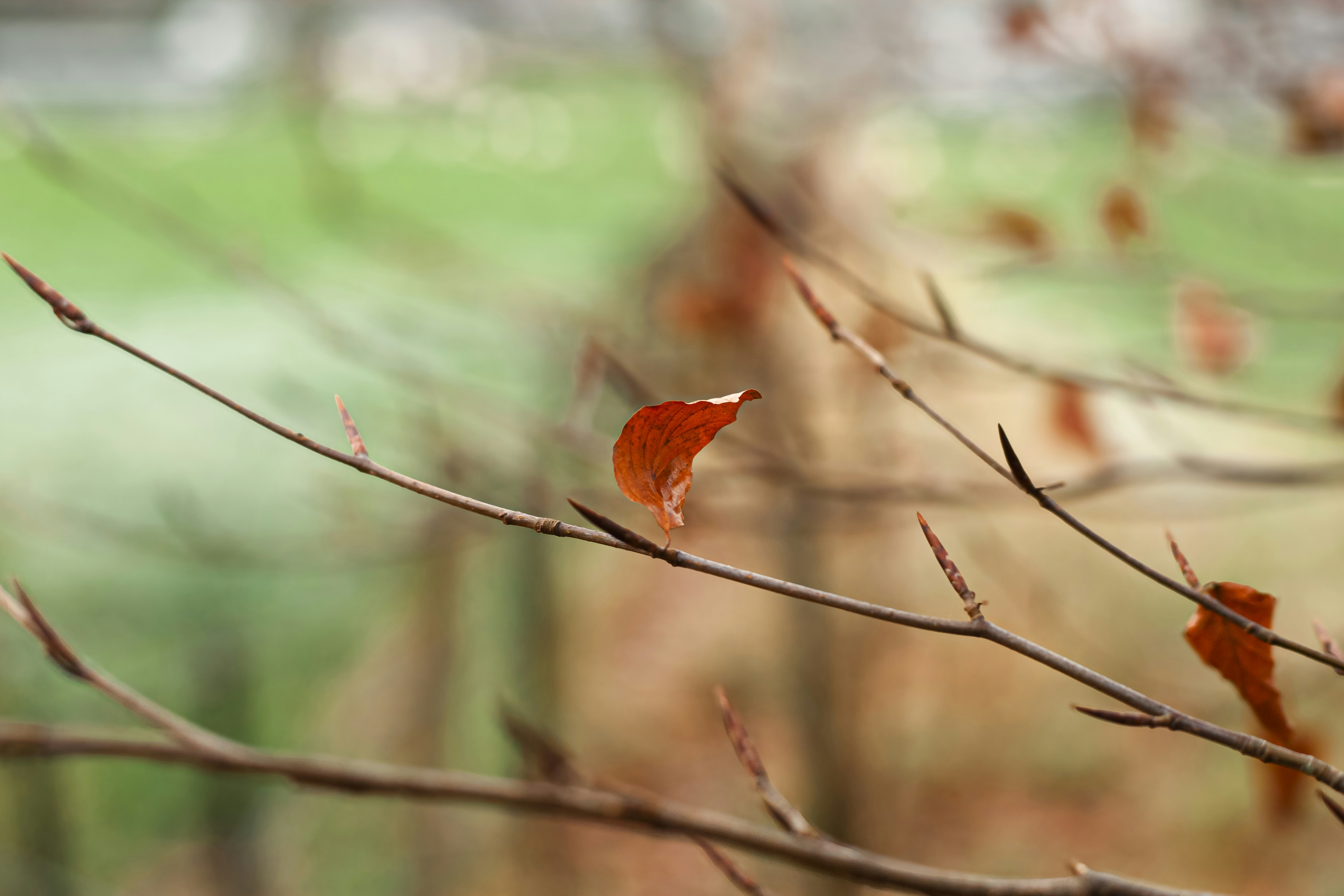 Photo by jcosens