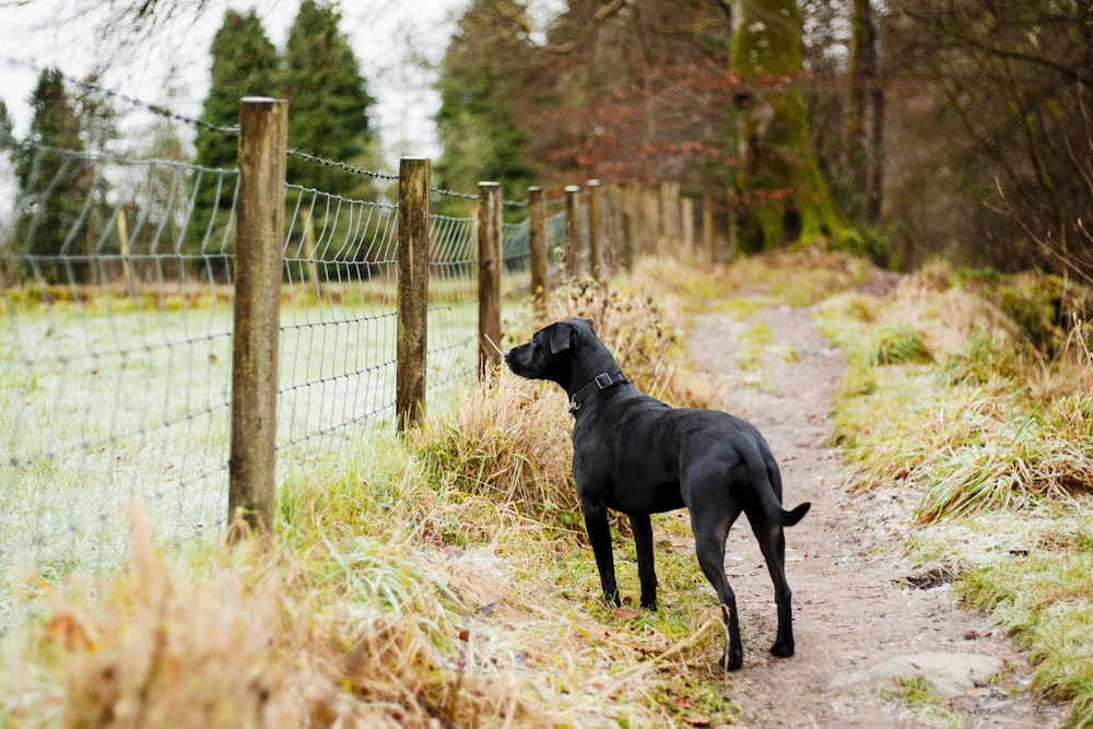 a black dog standing next to a fence