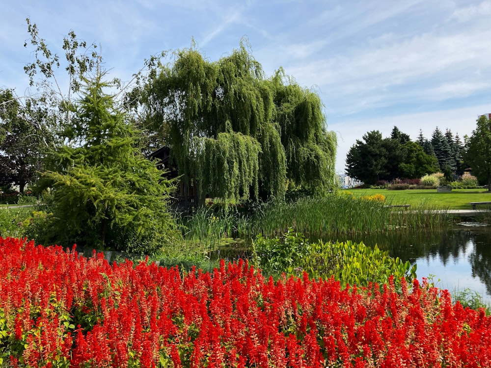 a pond surrounded by red flowers and trees