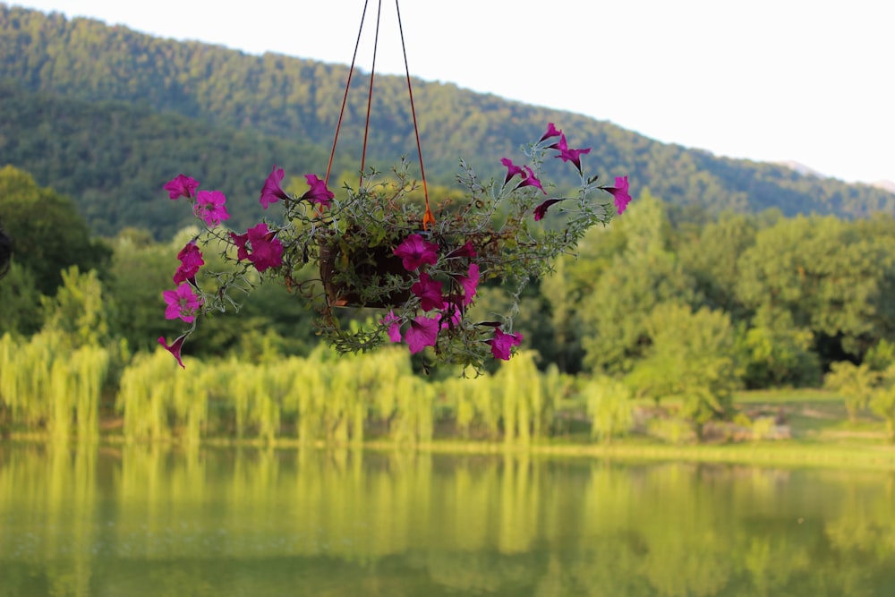 a hanging basket filled with purple flowers next to a lake