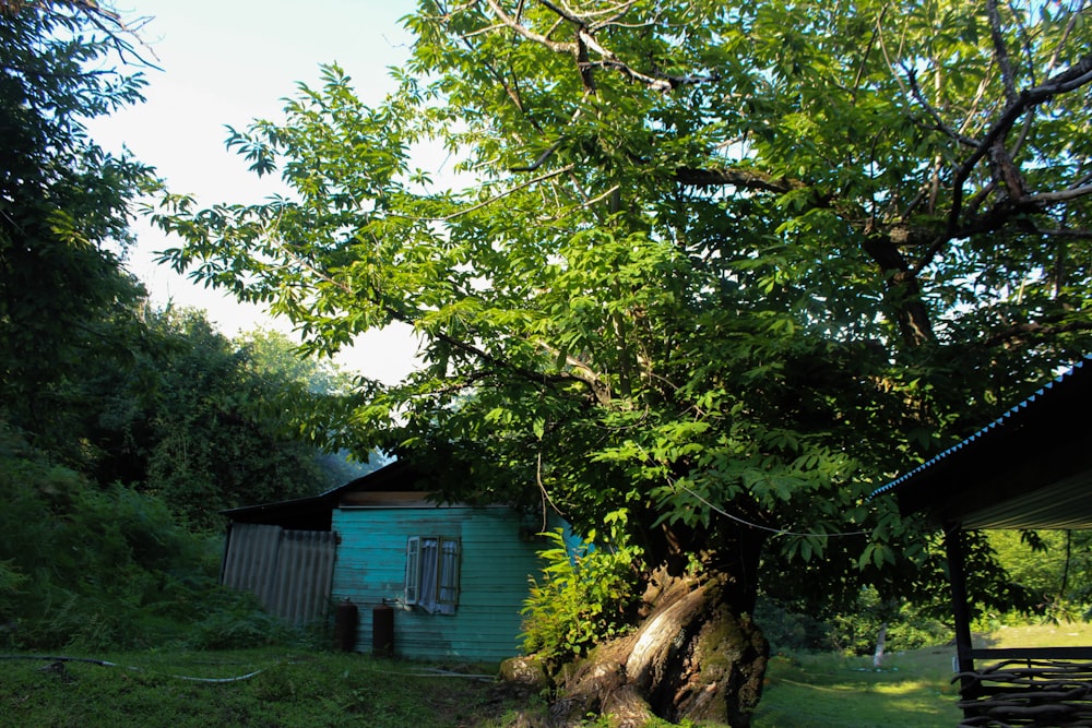 an old shack sits in the shade of a tree