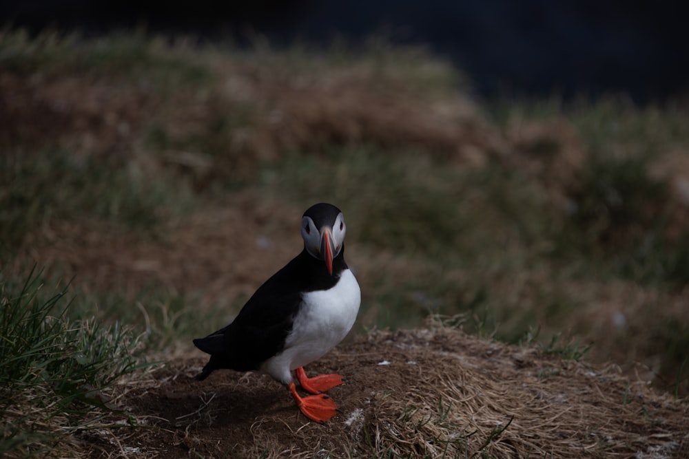 a black and white bird standing on a pile of hay