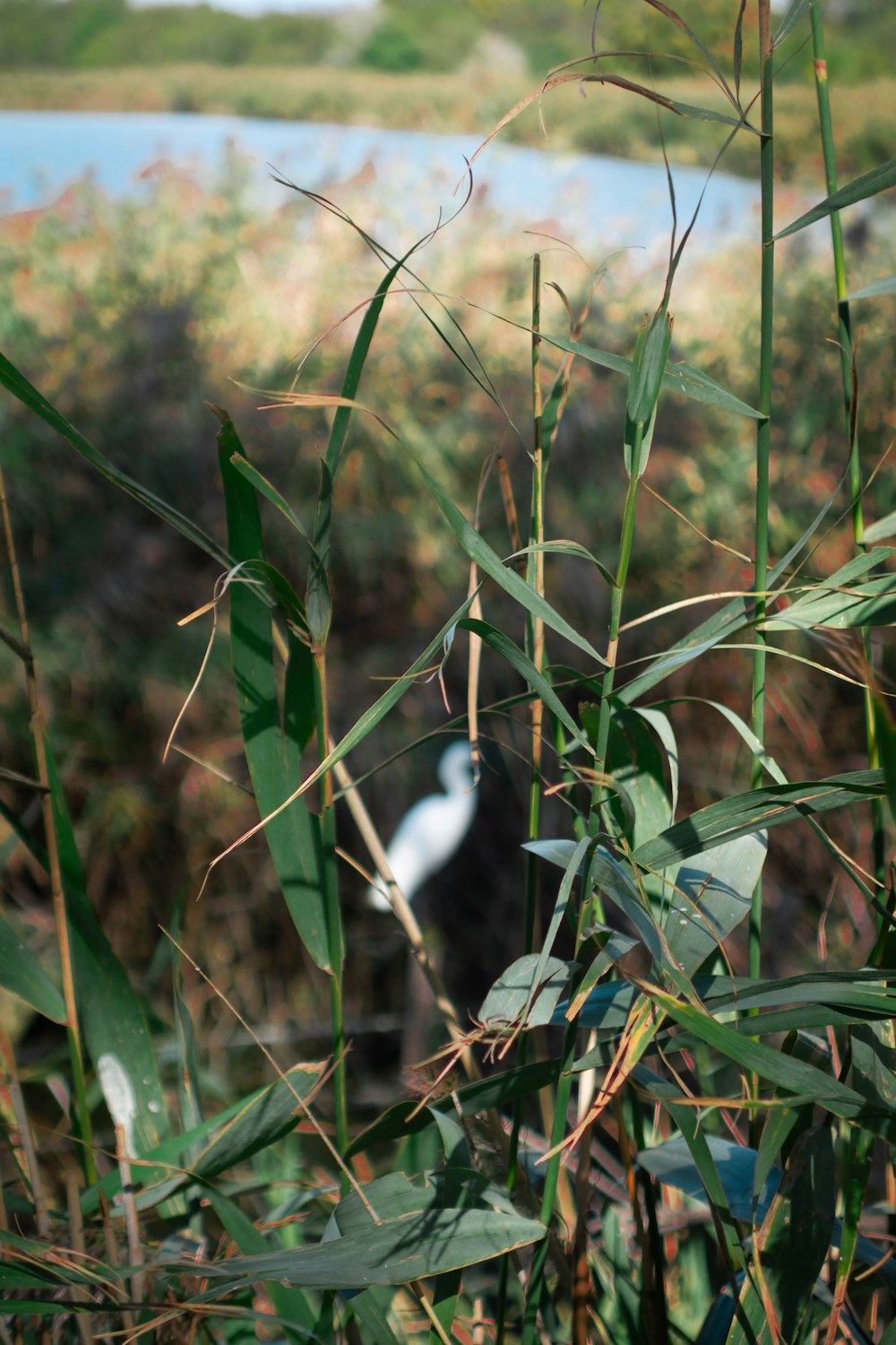 a black and white bird sitting on top of a lush green field