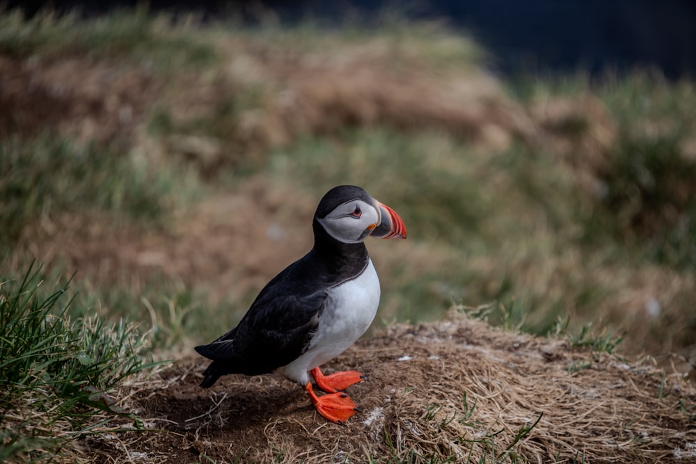 a black and white bird standing on top of a pile of grass