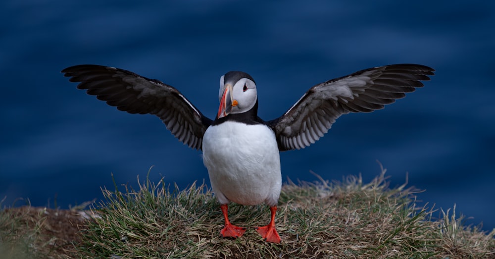 a bird with its wings spread standing on a hill