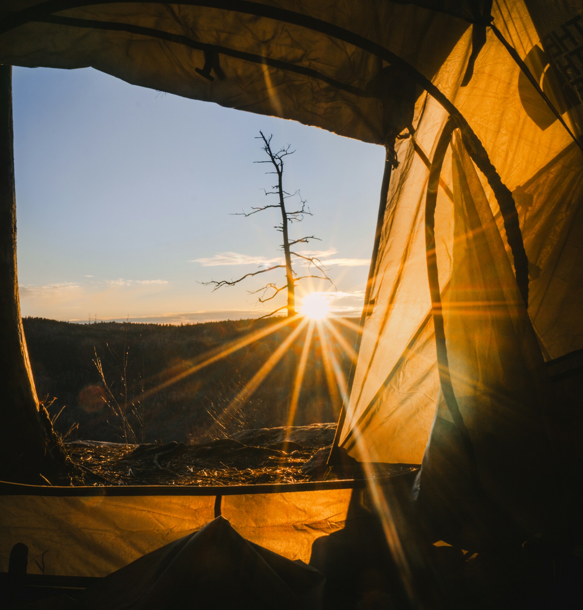A serene glamping tent nestled among towering tropical trees with soft golden light filtering through the canopy at dawn.