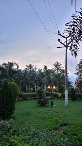 A well-maintained garden with lush green grass and a variety of palm trees. A lamppost illuminates the area, and a bird is seen flying in the sky. Power lines run overhead next to a utility pole.