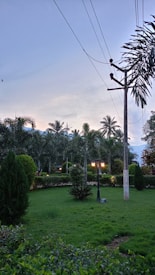 A well-maintained garden with lush green grass and a variety of palm trees. A lamppost illuminates the area, and a bird is seen flying in the sky. Power lines run overhead next to a utility pole.