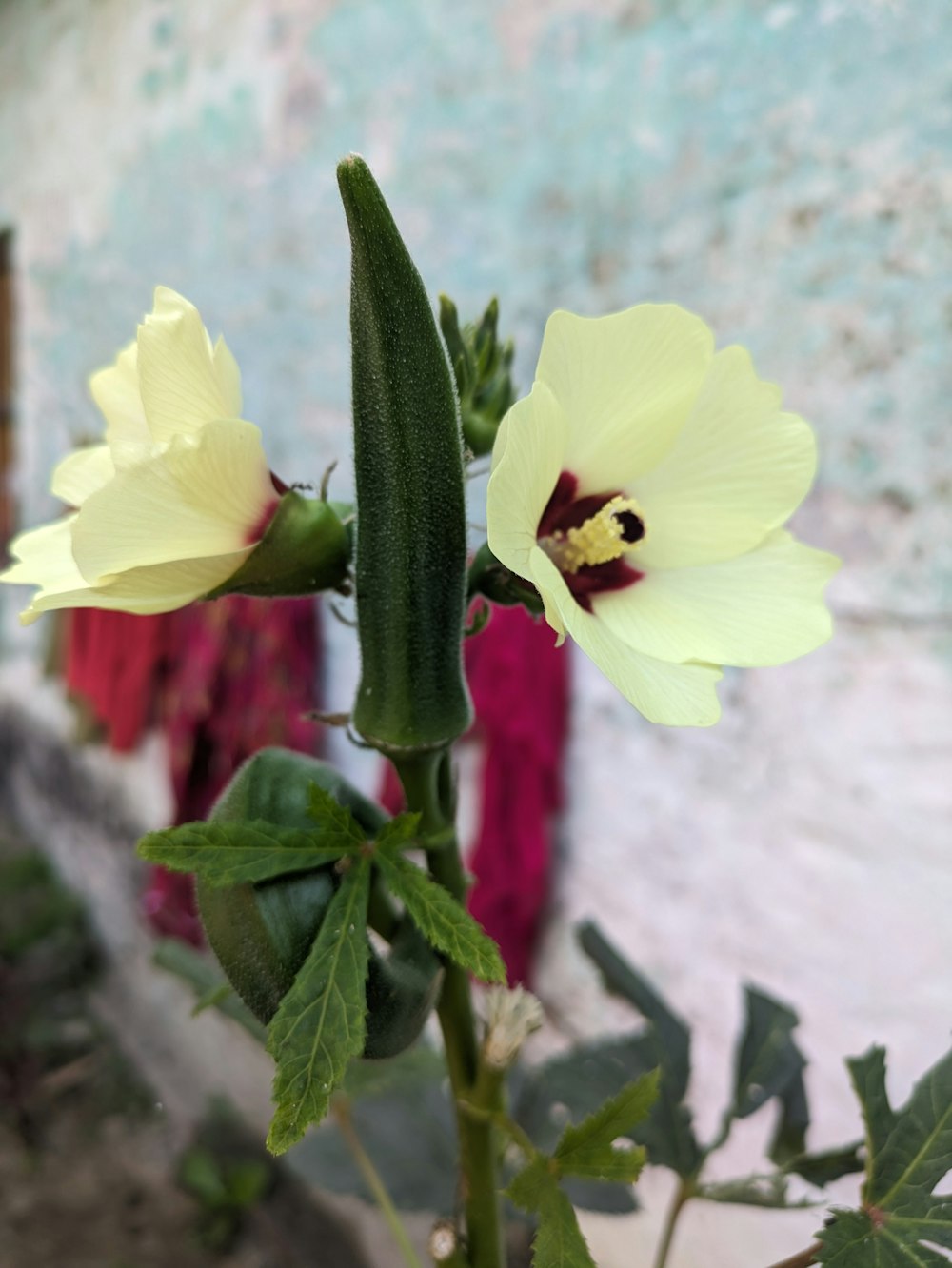 a close up of a flower near a wall
