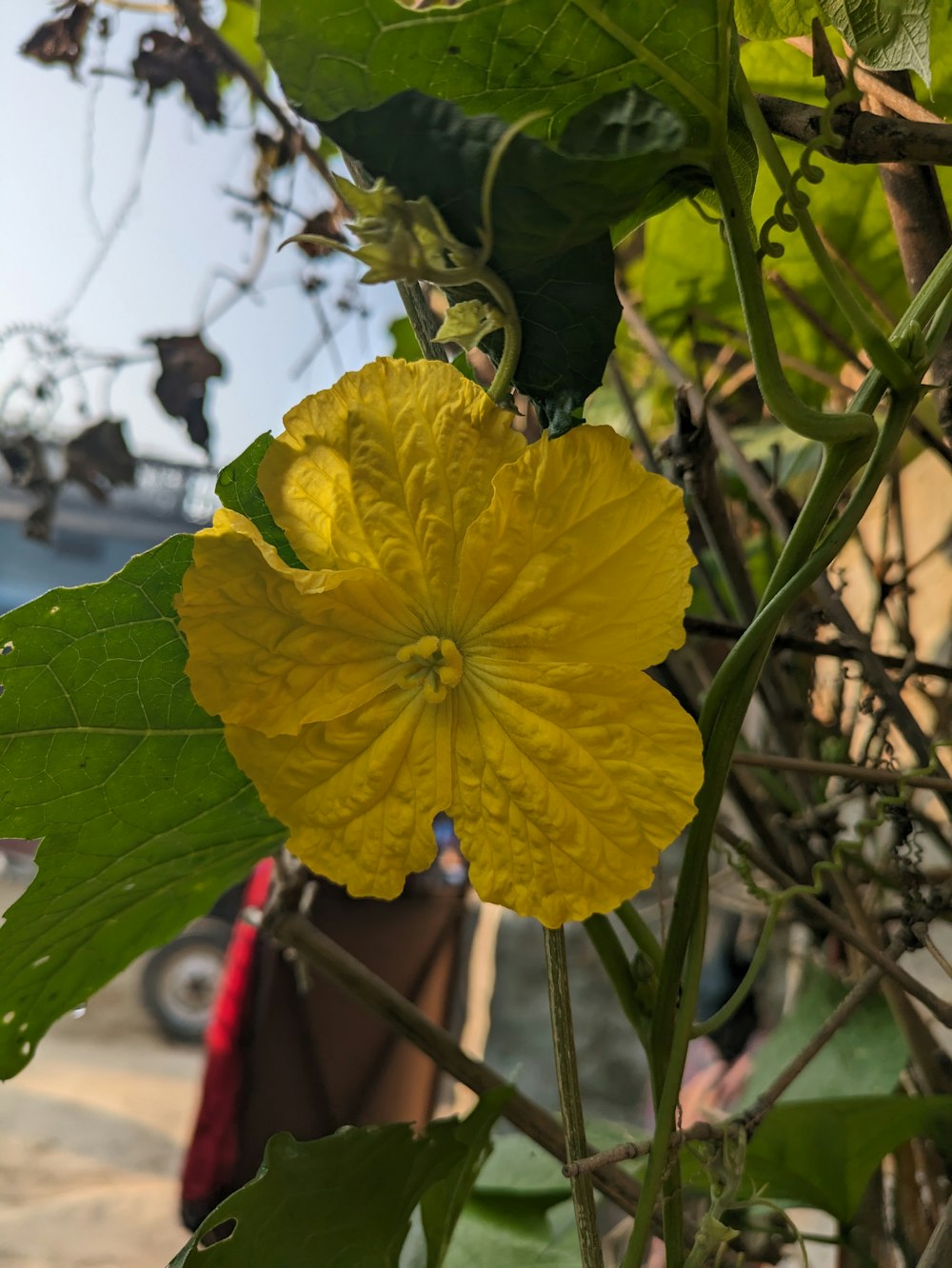 a close up of a yellow flower on a tree