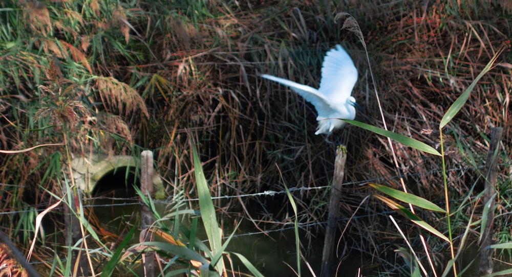 a white bird flying over a body of water