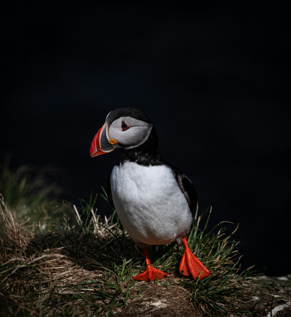 a black and white bird with a red beak