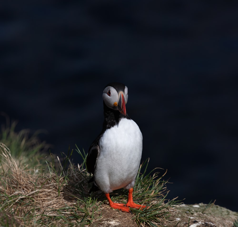 a black and white bird with a red beak