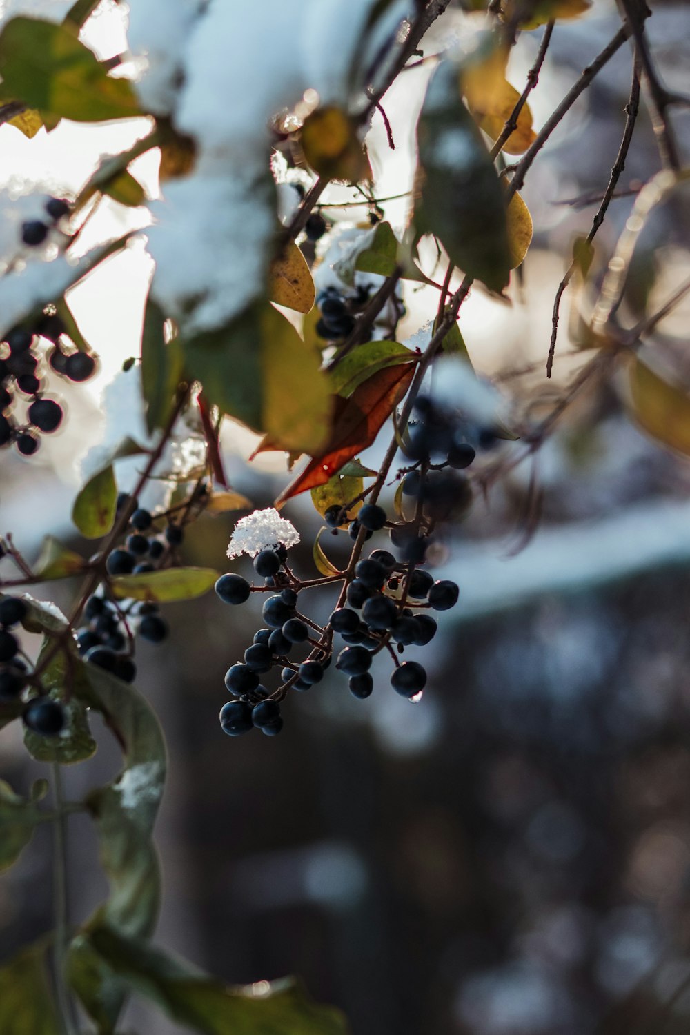 a bunch of berries hanging from a tree