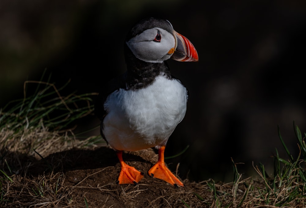 a black and white bird with a red beak