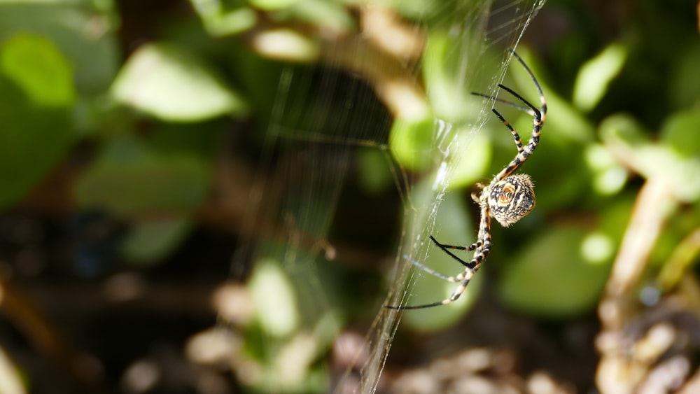 a close up of a spider on a plant