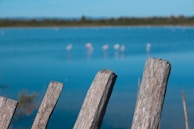 A crystal-clear view of Lake Nakuru with flamingos gathering along the shore.