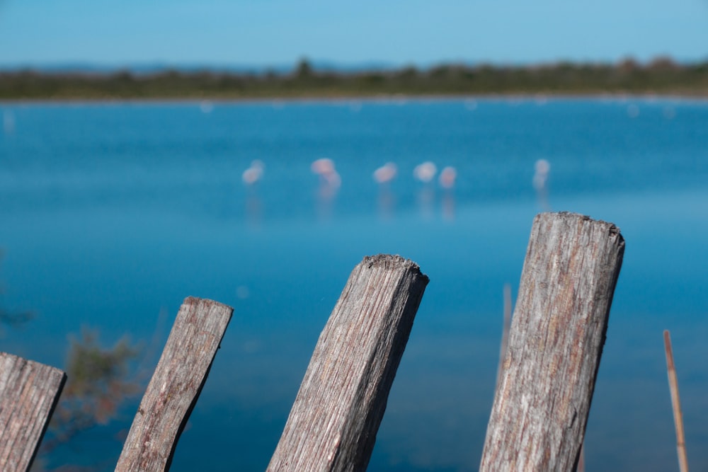 a group of flamingos are standing in the water