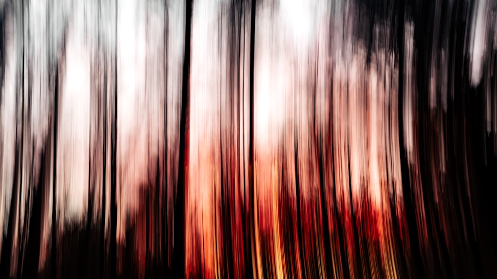 a blurry photo of trees in a forest