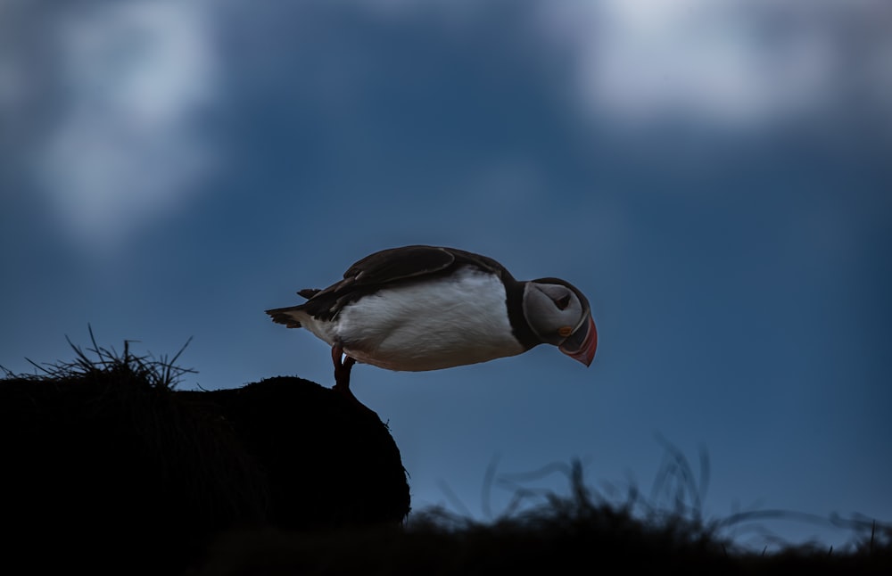 un uccello in piedi sulla cima di una roccia