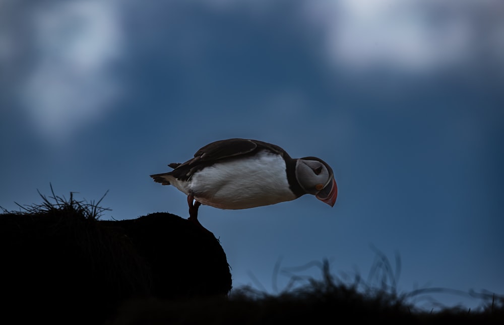 un pájaro parado en lo alto de una roca