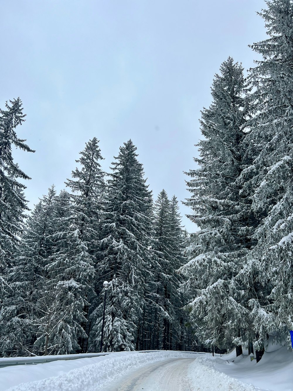 a snow covered road surrounded by tall pine trees