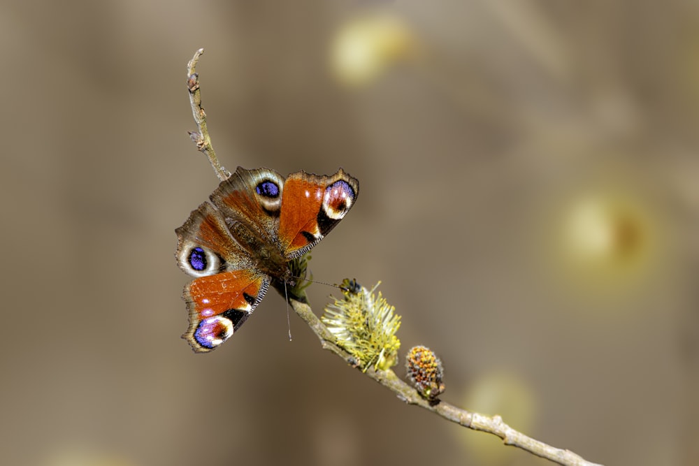 a close up of a butterfly on a twig