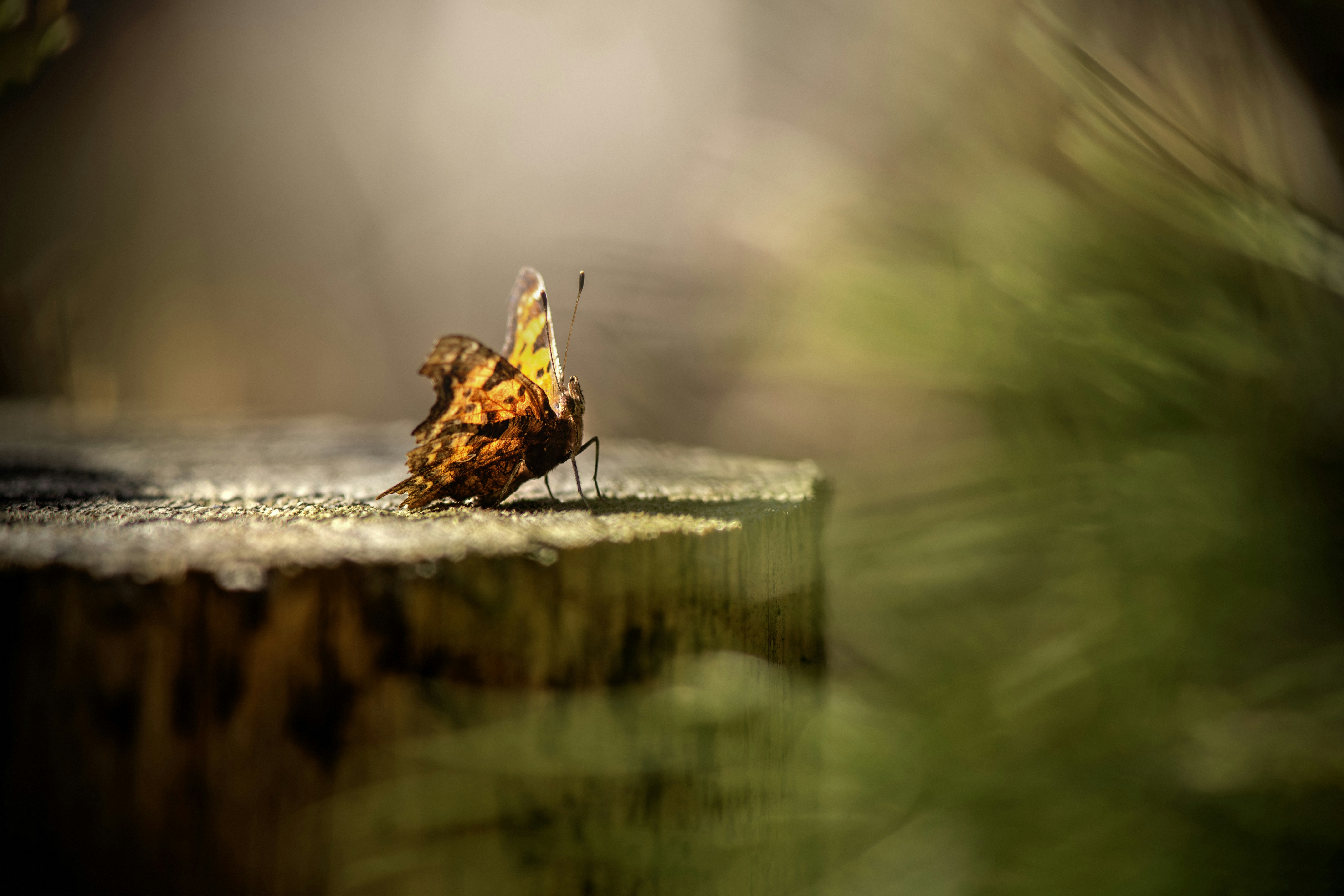 Photo by erik_karits