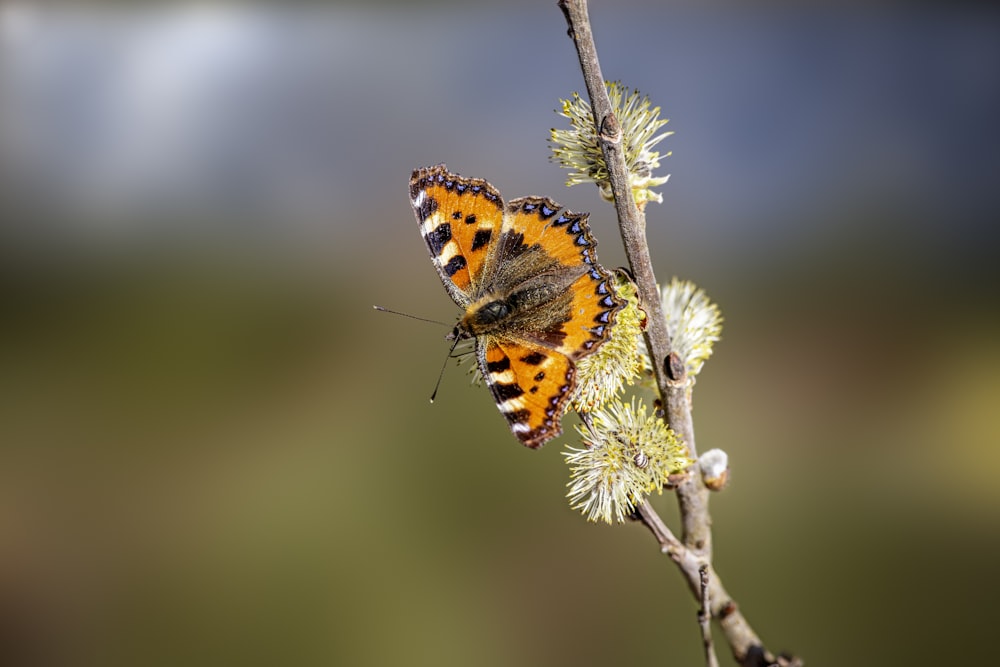 a small orange and black butterfly sitting on a branch