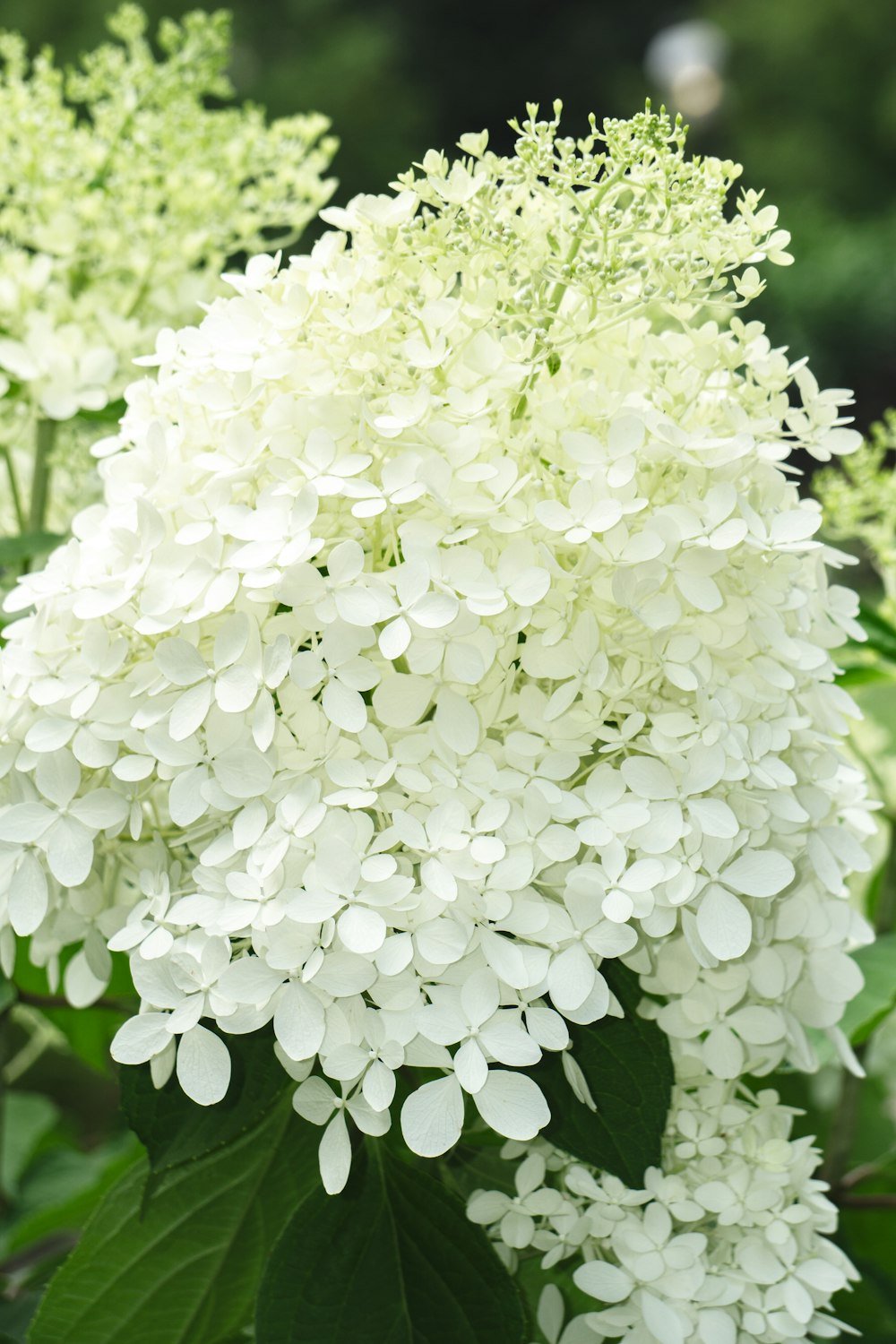 a close up of a bunch of white flowers