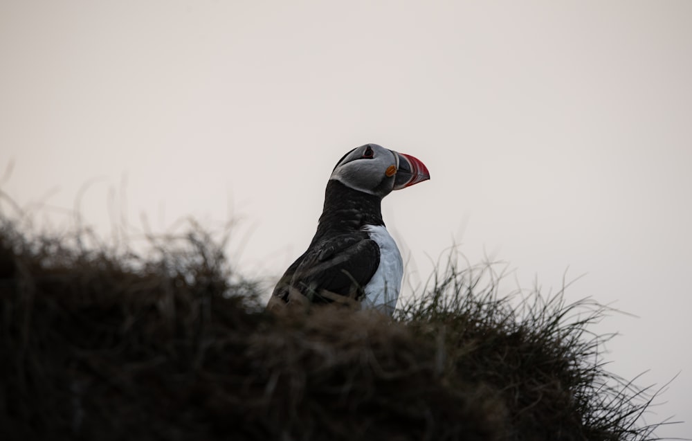 a black and white bird sitting on top of a grass covered hill