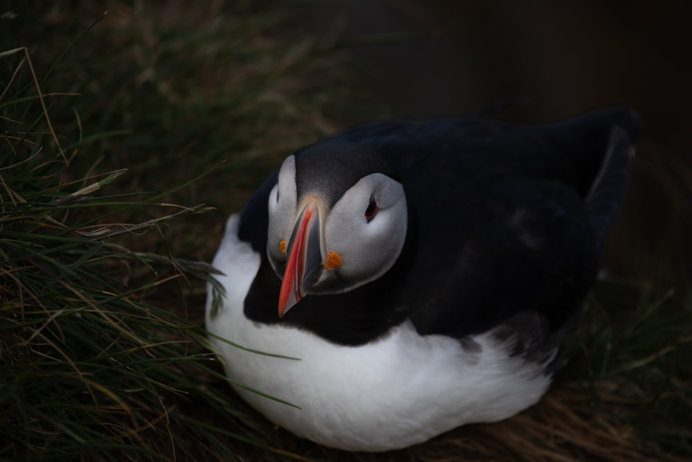 a black and white bird with a red beak